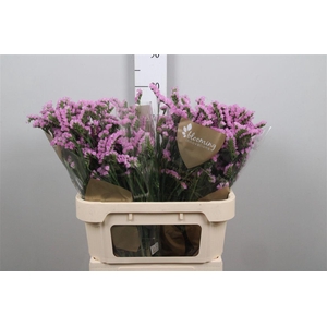 Lim S Fantasia Wings