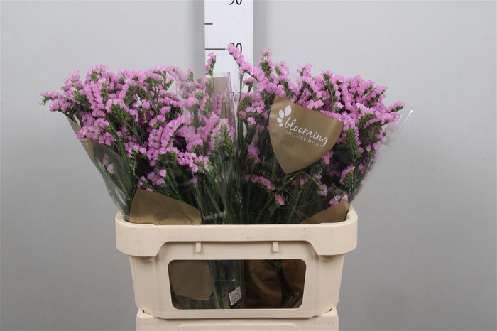 Lim S Fantasia Wings