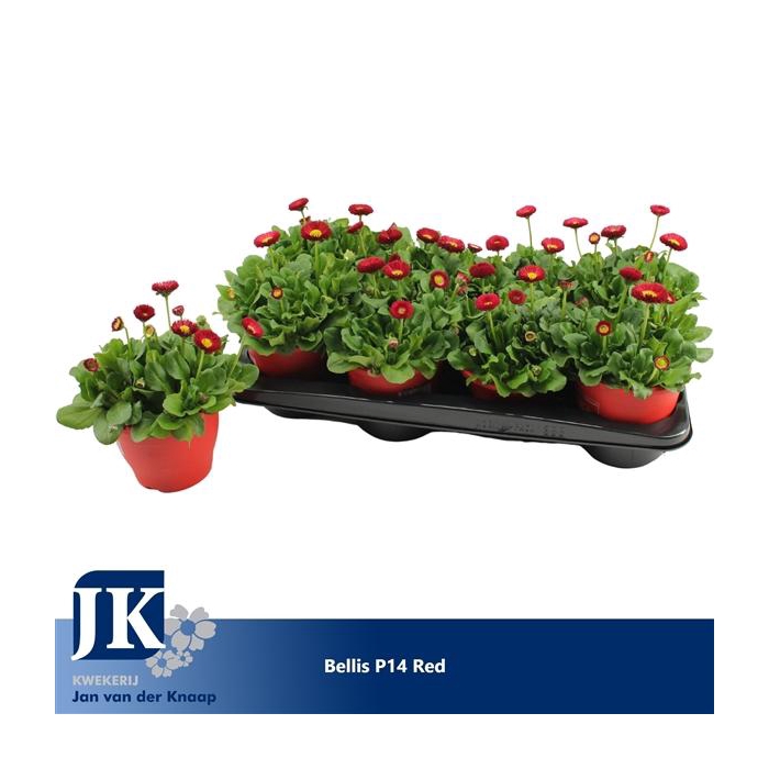 <h4>Bellis p14 TST pot Red</h4>