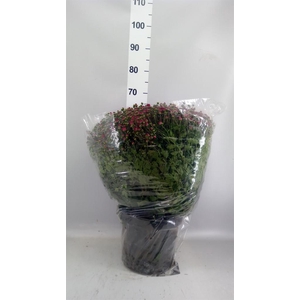 Chrysanthemum   ..GR