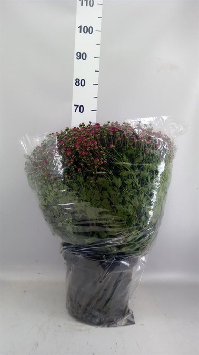 <h4>Chrysanthemum   ..GR</h4>