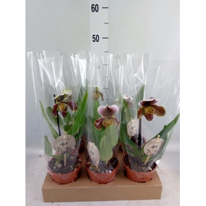 Paphiopedilum american hybride mix