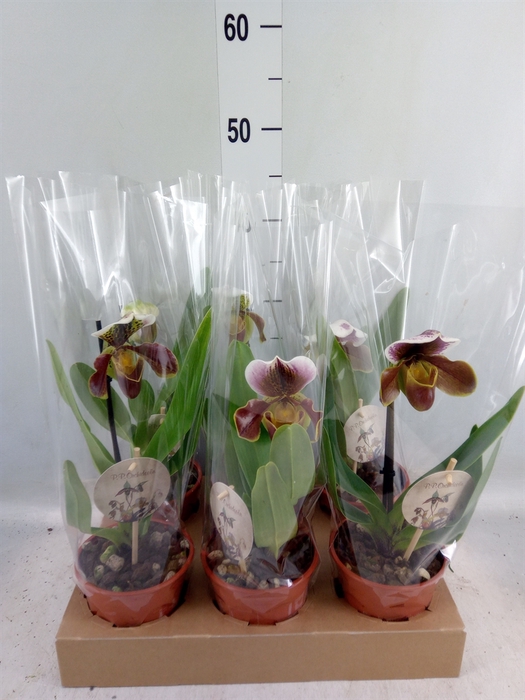 <h4>Paphiopedilum american hybride mix</h4>