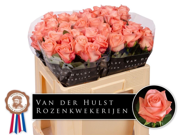 <h4>Rosa a grande fleur Liesbeth</h4>