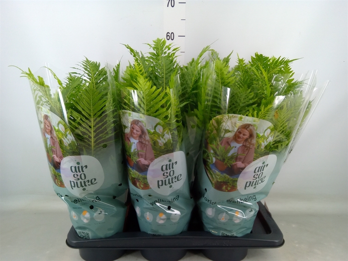 <h4>Blechnum gibbum 'Silver Lady'</h4>