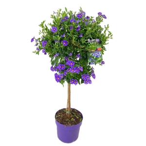 Solanum rantonetti