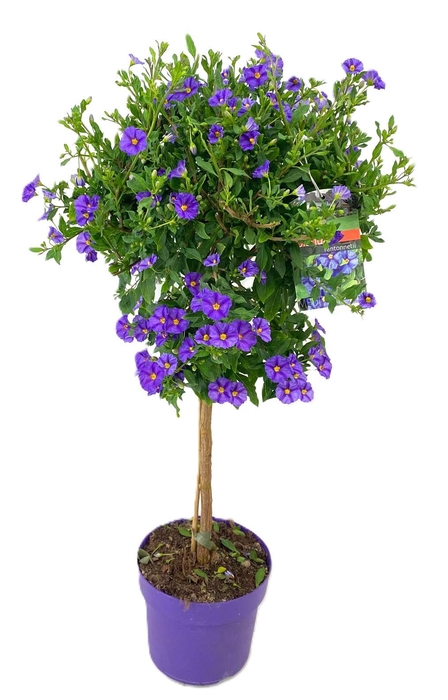 <h4>Solanum rantonetti</h4>