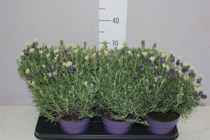 <h4>Lavandula Stoechas Anouk White</h4>