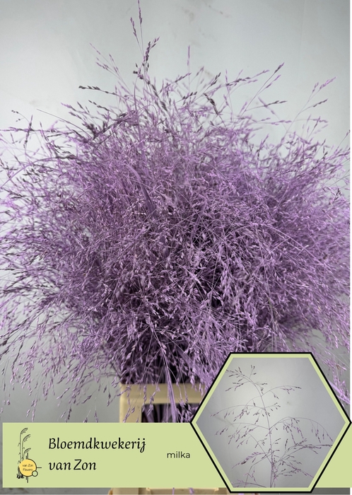 <h4>SIERGR OV KLB H%</h4>