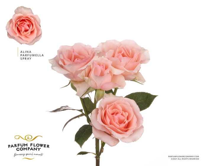 <h4>Rosa sp garden meiland alina perfumella</h4>