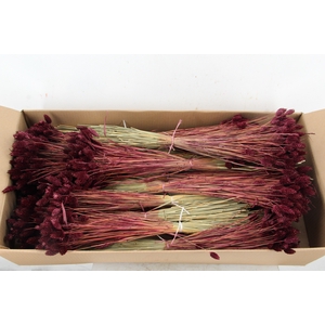 DF Phalaris Bs Bordeaux 100g