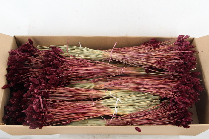 <h4>DF Phalaris Bs Bordeaux 100g</h4>