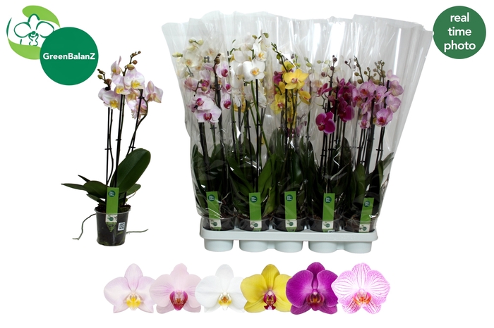 <h4>PHAL GEM 6 KL</h4>