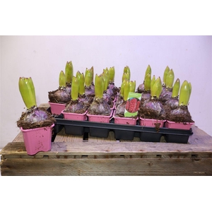 Hyacin China Pink