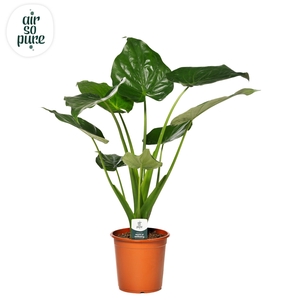 Alocasia Cucullata p21