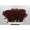 Kangaroo Paw Bush Ruby