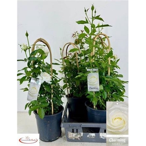 Rosa Fl Charm Select