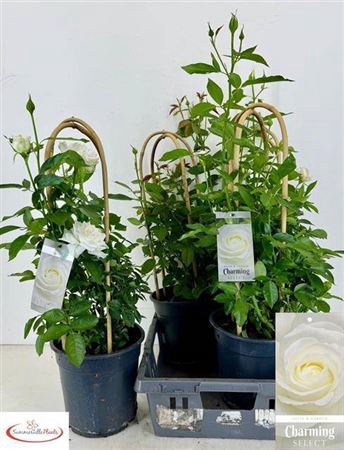 <h4>Rosa Fl Charm Select</h4>