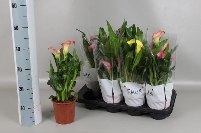 <h4>ZANT GEM 4 KL</h4>