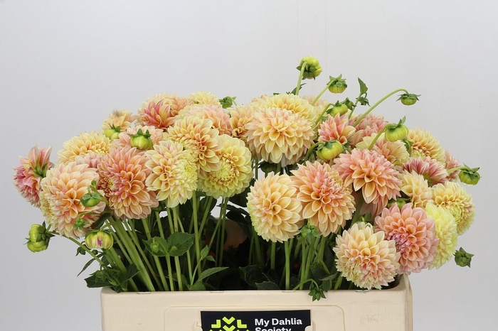 <h4>Dahlia Sweet Suzanne</h4>