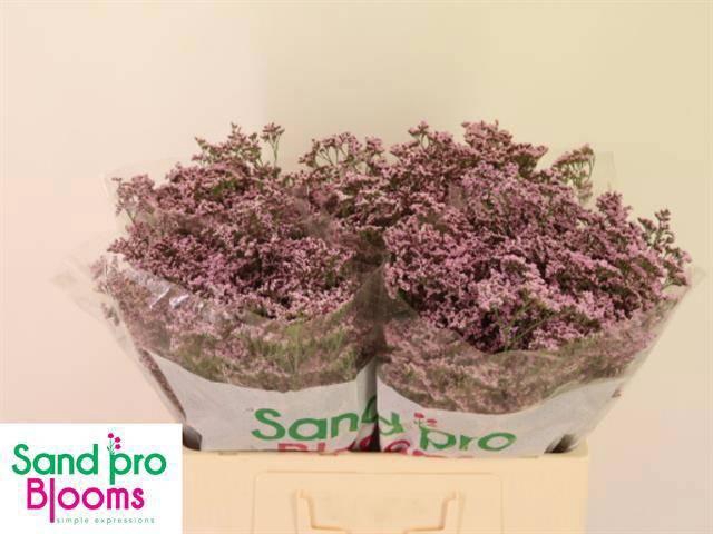 <h4>LIM SAF OSHI PINK</h4>