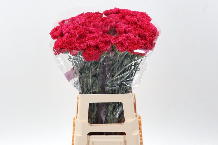 <h4>Di St Bizet EMF</h4>