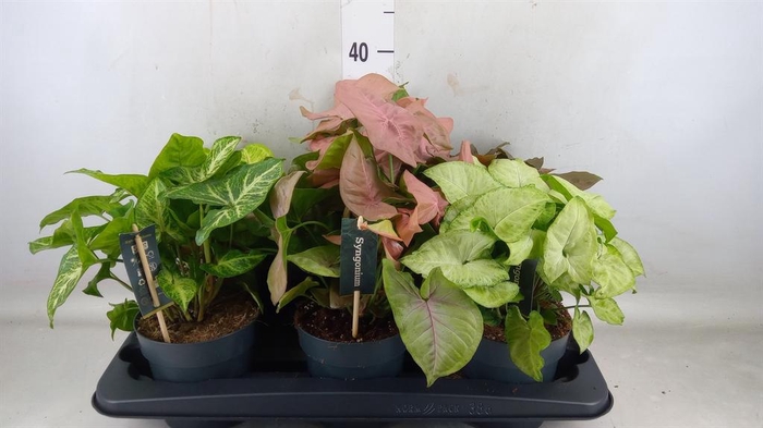 <h4>Syngonium   ...mix</h4>