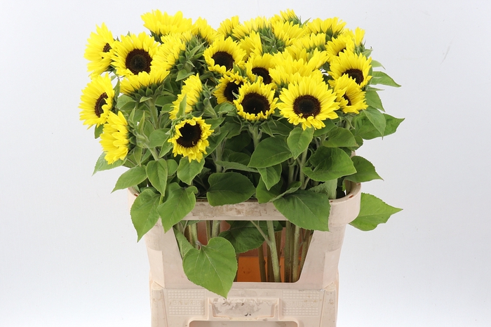 <h4>Heli Sunrich Lemon</h4>