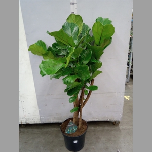 Ficus lyrata