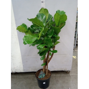 Ficus lyrata