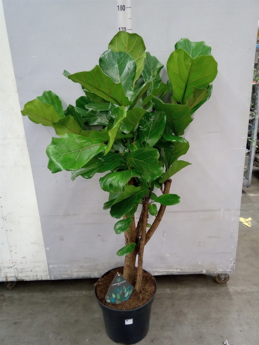 <h4>Ficus lyrata</h4>