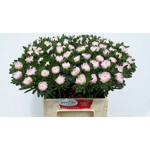 CALLIS JULES PINK