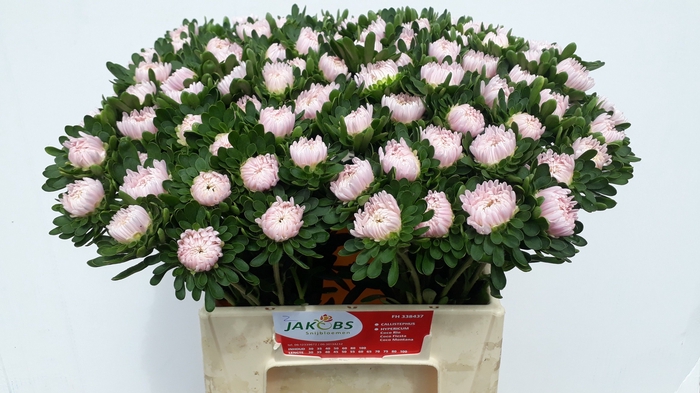 <h4>CALLIS JULES PINK</h4>