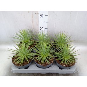 Agave stricta 'Nana'