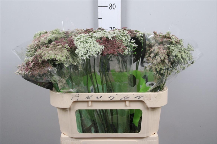 <h4>Daucus Carota Dara</h4>