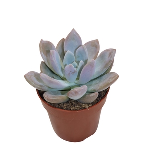 Graptoveria Opalina