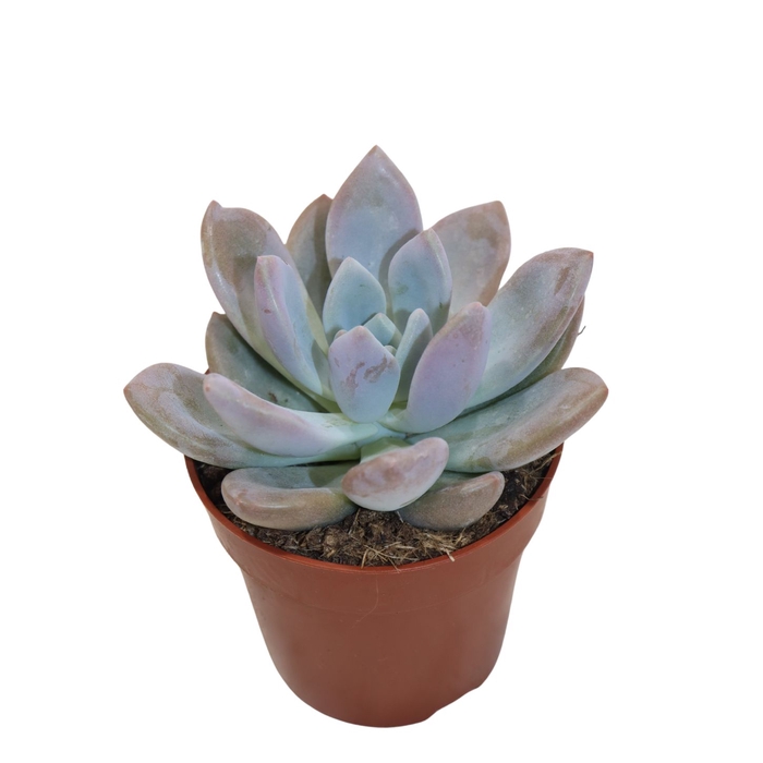 <h4>Graptoveria Opalina</h4>