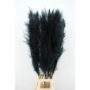 DF Pampas 130cm Black