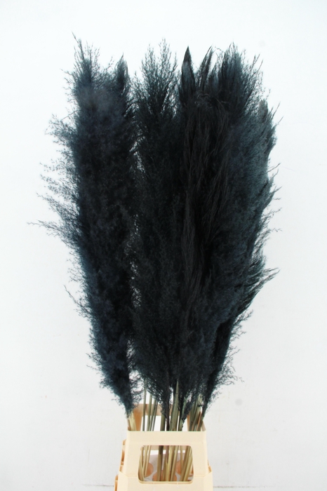 <h4>DF Pampas 130cm Black</h4>