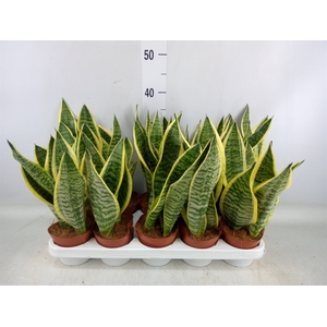 Sansevieria trifa. 'Futura Superba'