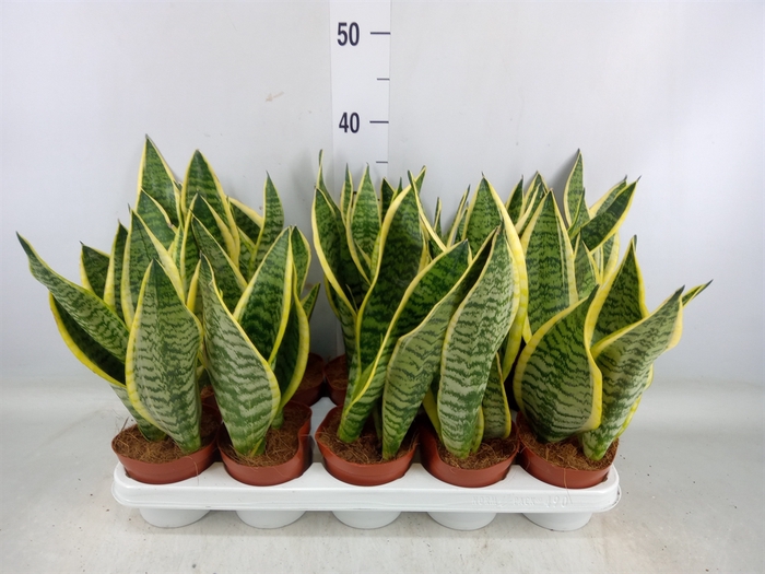 <h4>Sansevieria trifa. 'Futura Superba'</h4>