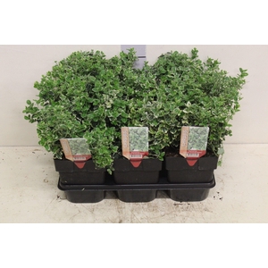 Euonymus fortunei 'Emerald Gaiety'