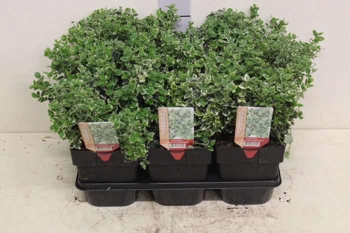 <h4>Euonymus fortunei 'Emerald Gaiety'</h4>