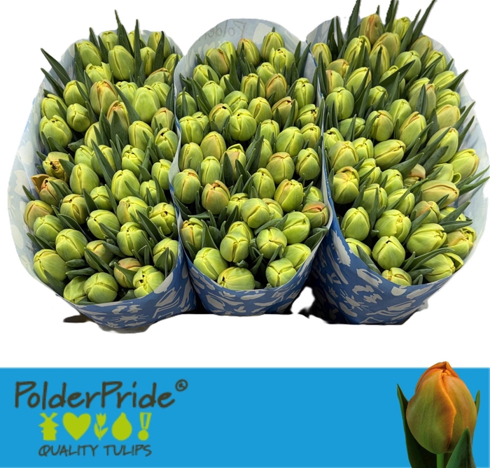 <h4>TU DU ICOON</h4>