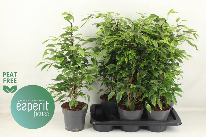 <h4>FIC BE ANASTASIA</h4>