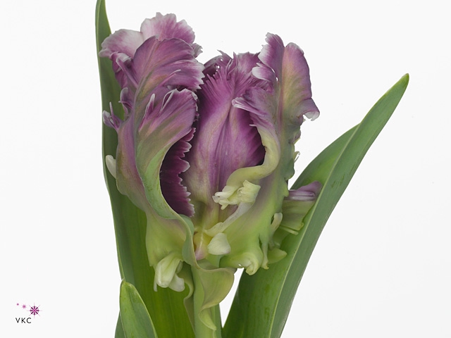 TU PA MYSTERIOUS PAR