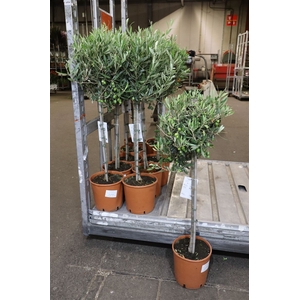 Olea Europaea