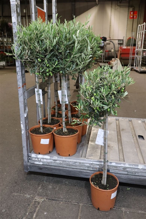 <h4>Olea Europaea</h4>