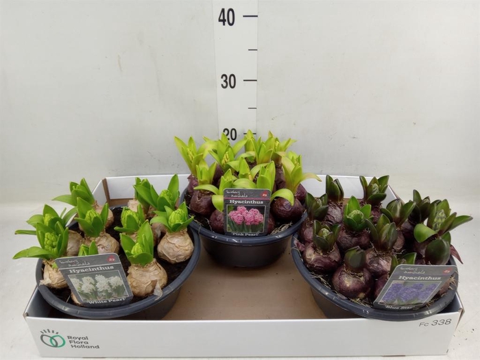 <h4>Hyacinthus orie. ...mix 3</h4>