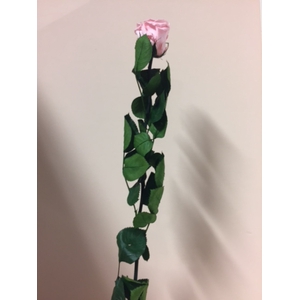 Roos op steel Standard 55cm Pastel roze